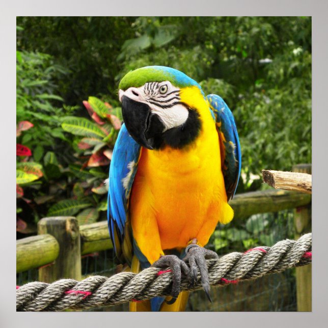 Exotic Macaw Parrot Poster (Vorne)