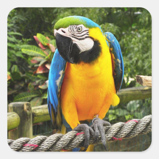 Exotic Macaw Parrot Quadratischer Aufkleber (Vorderseite)