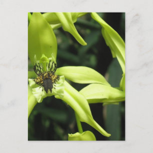 Exotic Orchid Postkarte