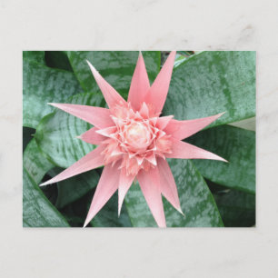 Exotic Pink Bromeliad Flower Postkarte