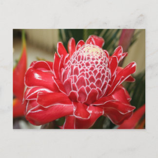 Exotic Red Torch Ginger Blumen Postcard Postkarte