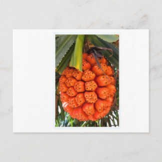Exotic Sea Pandanus - Edible Rare Tropical Coastal Feiertagspostkarte
