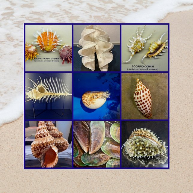 Exotic SeaShell Fotografie Sanibel Island Florida Poster (Von Creator hochgeladen)