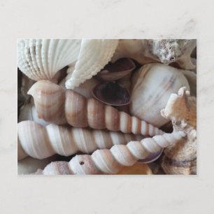 Exotic Seashells Collection, Summer Beach Postkarte