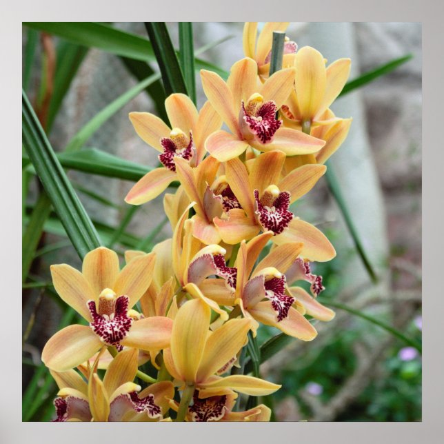 Exotic Star Orchids Poster (Vorne)