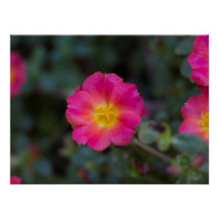 Exotic Wingpod Purslane Blume Print