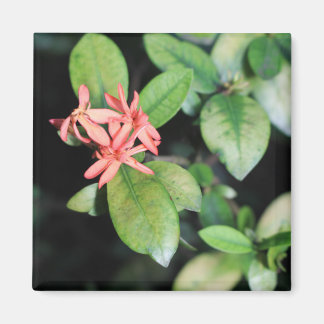 Exotische Blume der tropischen Korallen, Kew Garde Magnet