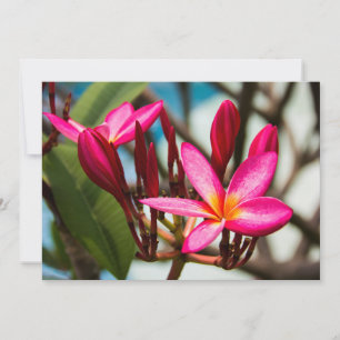 Exotische Blume-Hintergrund-Plumeria blüht Einladung