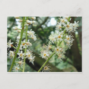 Exotische Blume in Irland Postkarte
