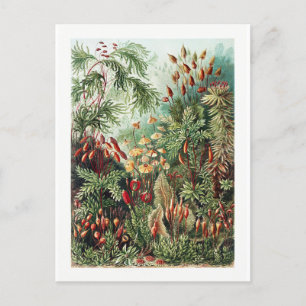 Exotische Blume Wilder Wald Dschungel Vintage Post Postkarte