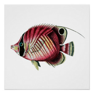 Exotische bunte Fische Poster