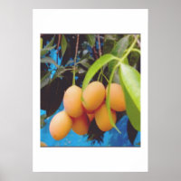 Exotische Gandaria Frucht - Seltener Tropischer Ma