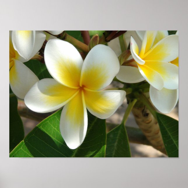 Exotische hawaiianische Blume Poster (Vorne)