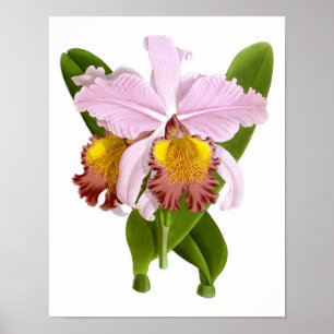 Exotische Orchid-Pflanze Rosa Blume No.5 Art Print Poster