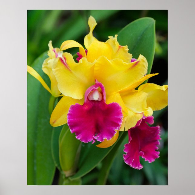 Exotische Orchidee in Gelb- und Rosatönen Poster (Vorne)