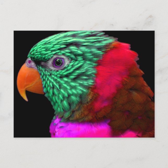 Exotische Papagei-Rosa Postkarte (Vorderseite)