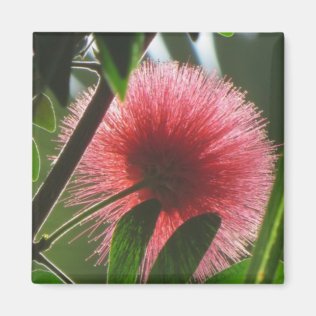 exotische rote Blume, Makro-Foto - Magnet (Vorne)