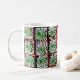 Exotische sukkuläre Pflanze Kaffeetasse