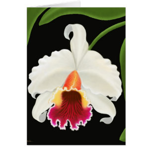 Exotische tropische Cattleya Orchidee