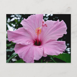 Exotische Trumpet-Blume Postkarte