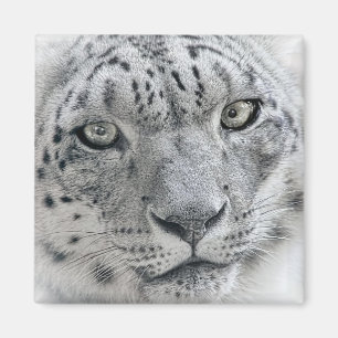 Exotische weiße Schnee-Leopard-Fotografie Magnet