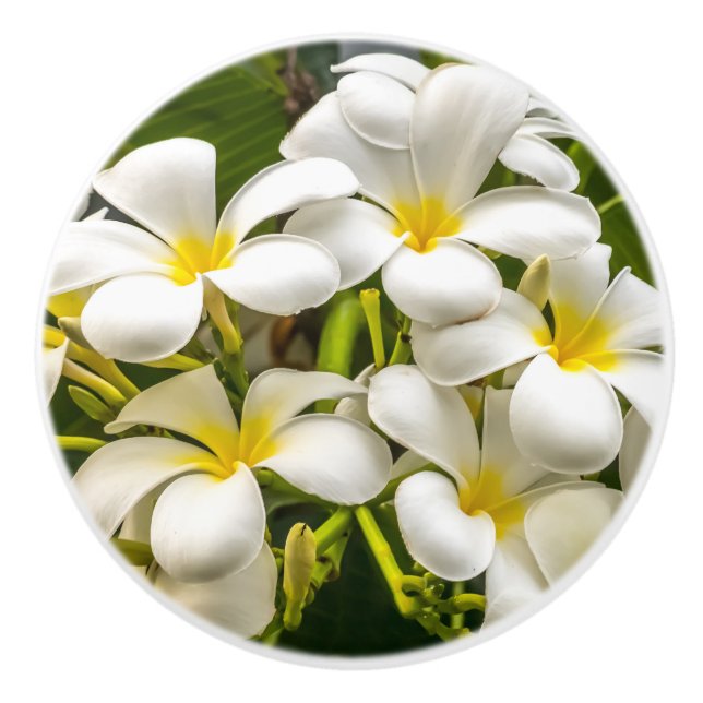 Exotischer Inselplumeria-Griff Keramikknauf (Vorderseite)