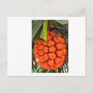 Exotischer Meer-Pandanus - Essene Seltene Tropisch Feiertagspostkarte