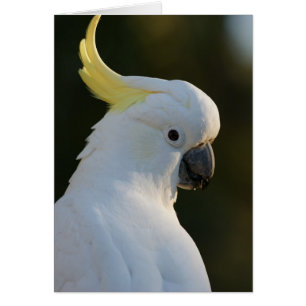 Exotischer weißer Cockatoo