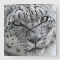 Exotischer weißer Schnee-Leopard