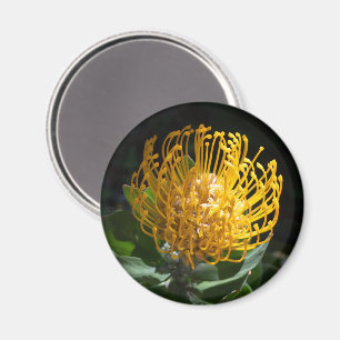 Exotisches Gelbes Button Kissen Blume Magnet