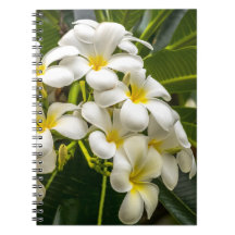 Exotisches Inselplumeria-Notizbuch