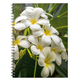 Exotisches Inselplumeria-Notizbuch Notizblock