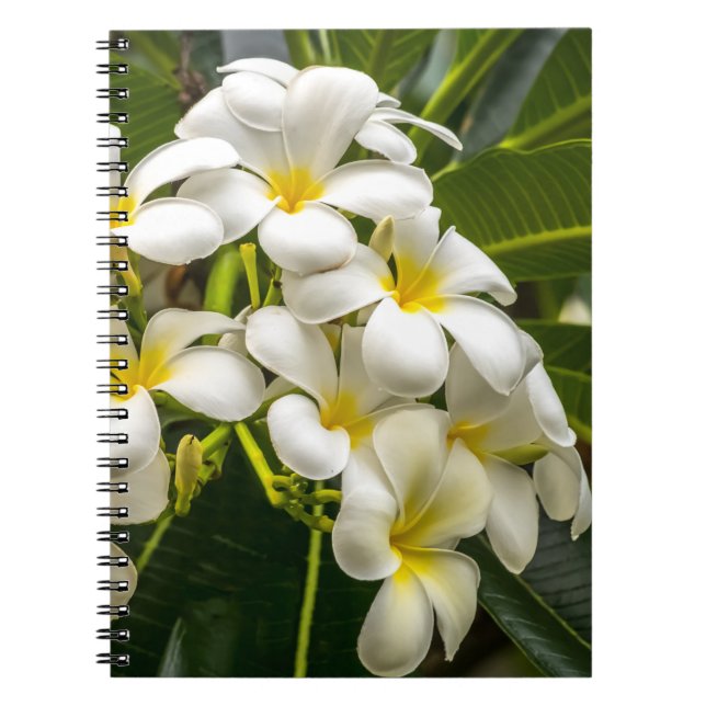 Exotisches Inselplumeria-Notizbuch Notizblock (Vorderseite)