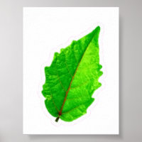 Exotisches tropisches grünes Blatt mit roten Adern