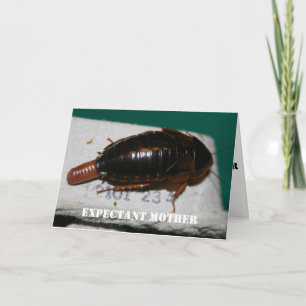 Expectant Mutter Dubia roach mit Eizelle Karte