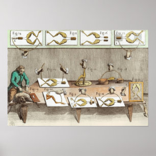 Experiment an Fröschen Poster