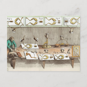 Experiment an Fröschen Postkarte