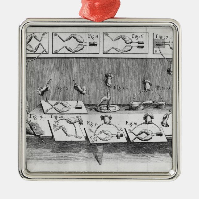 Experiment auf Fröschen Silbernes Ornament (Vorne)