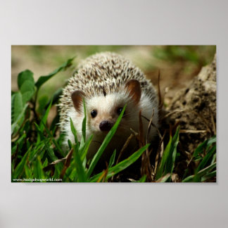 Explorer-Poster Poster