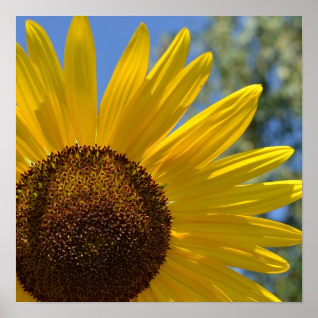 Express Liebe Sonnenblumen-Plakat Poster (Vorne)