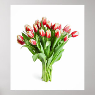 Exquisite Blume Poster - Tulpen