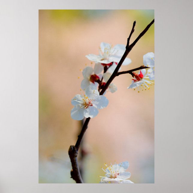 Exquisite japanische Apricot-Blume Poster (Vorne)