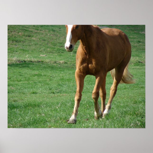 Extended Trot Poster (Vorne)