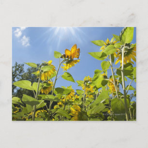 extra große Biene auf Sonnenblume Postkarte