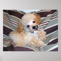 Extravagant Apricot Poodle Puppy..talk