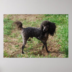 Extravagant Black Toy Poodle Boy Poster