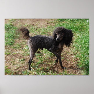 Extravagant Black Toy Poodle Boy Poster