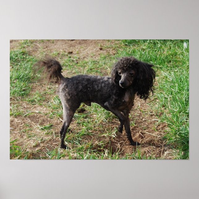 Extravagant Black Toy Poodle Boy Poster (Vorne)