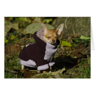 Extravagant Chihuahua