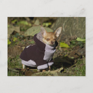 Extravagant Chihuahua Postkarte